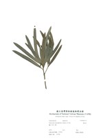 藏品(羅漢松)的圖片